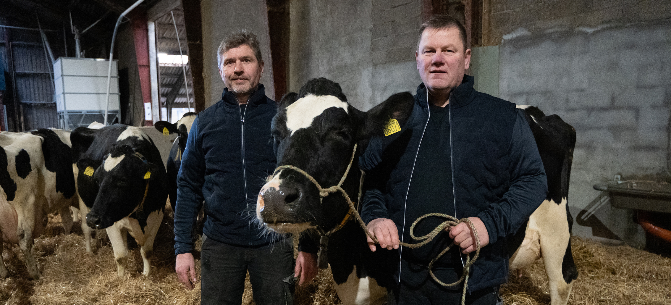 Danmarks Mest Fodereffektive Holstein Ko
