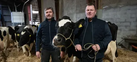 Danmarks Mest Fodereffektive Holstein Ko