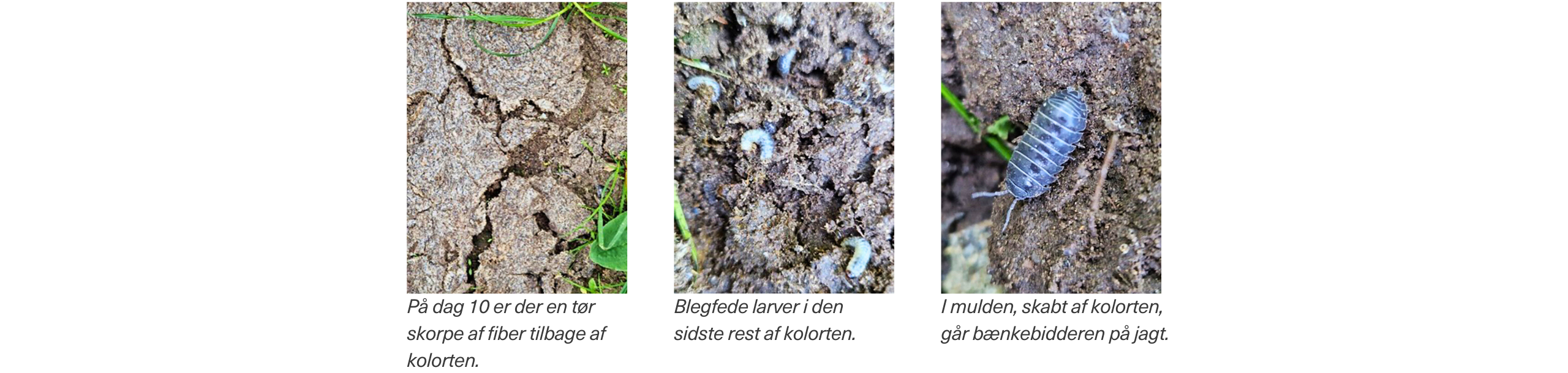 Billede 3 Lille Udgave