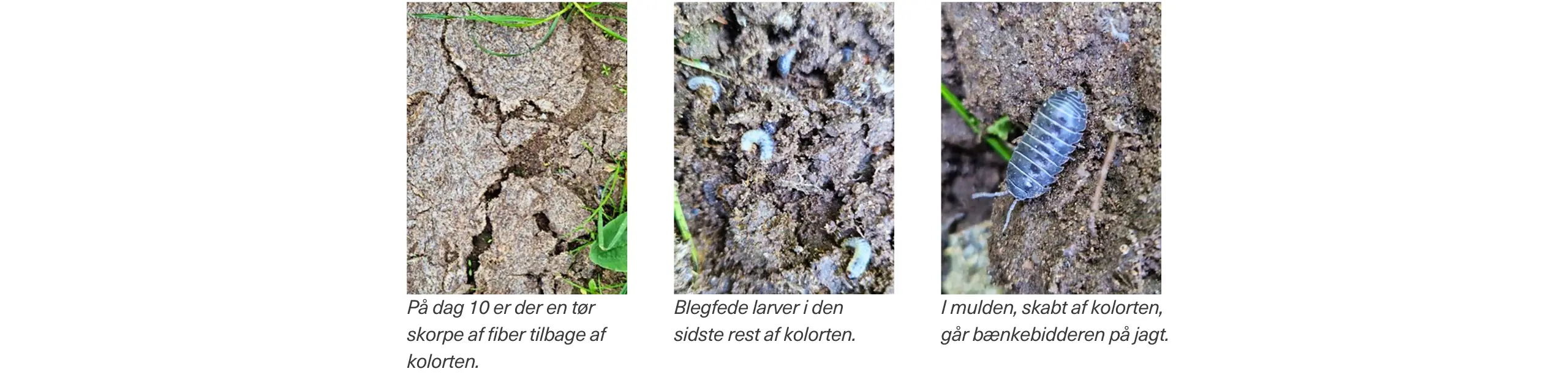 Billede 3 Lille Udgave