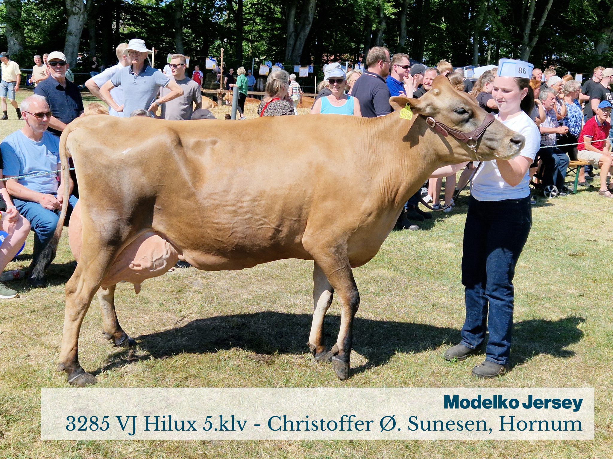 Fjerritslev Dyrskue Modelko Jersey