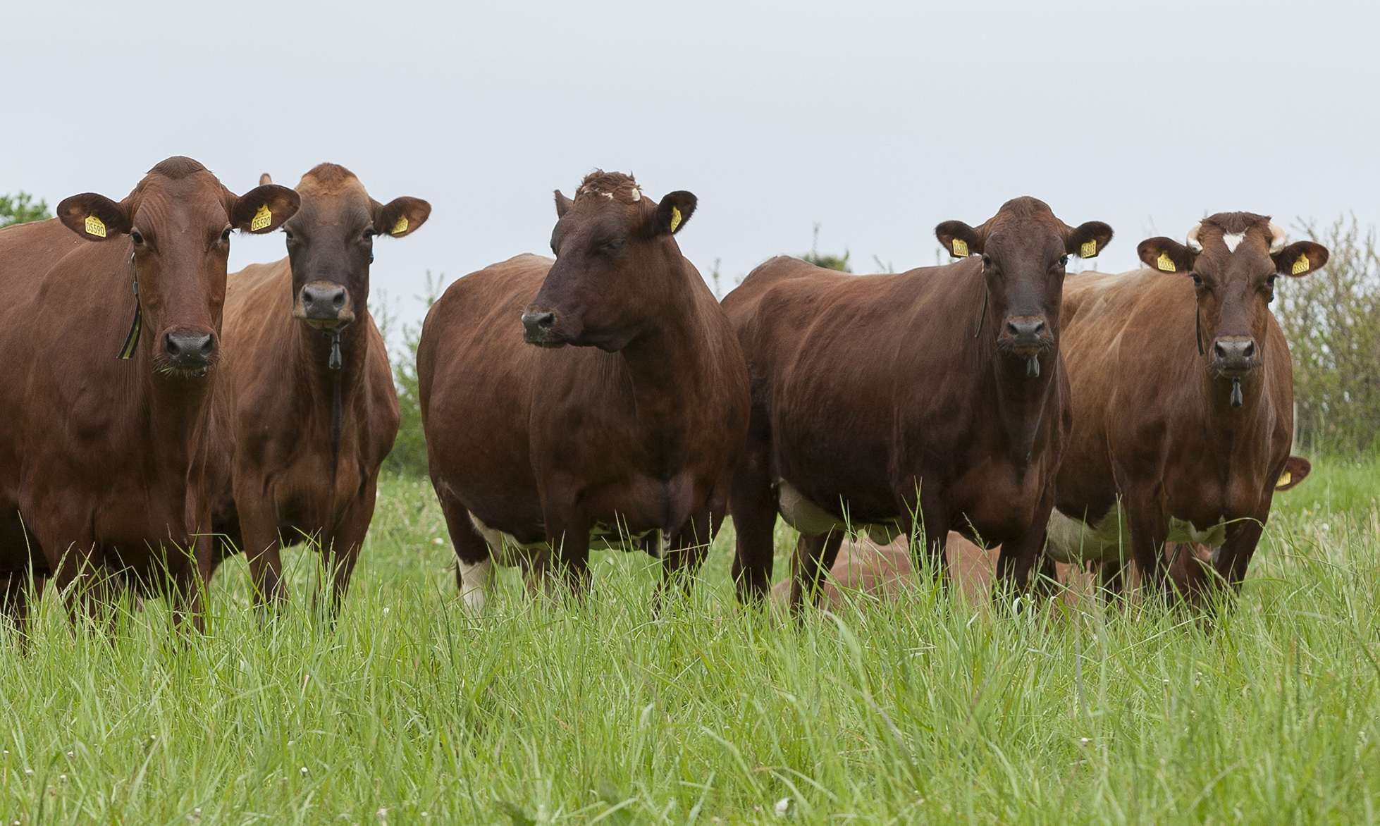 Jacob Serup Pedersen May2023 Ellygeverink Tilrettet