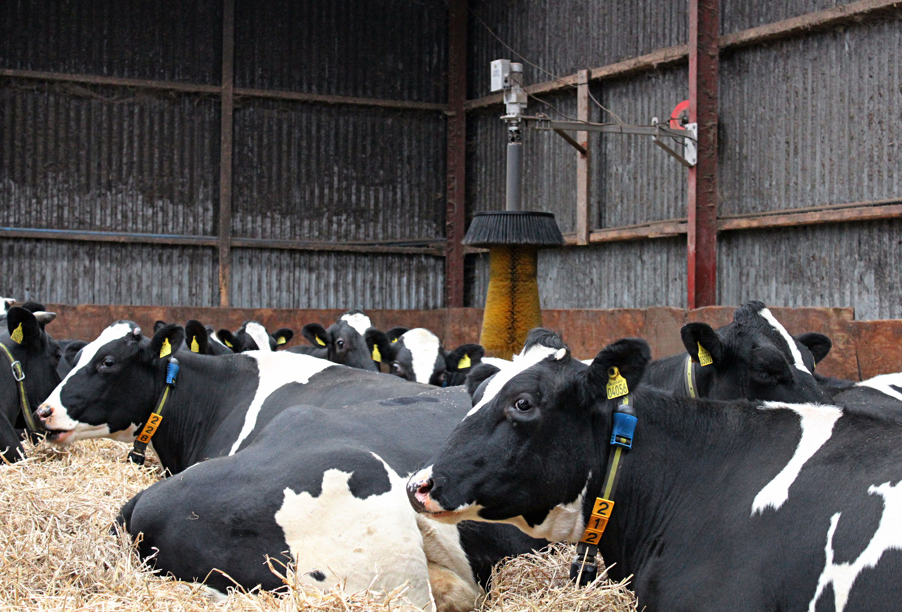 IMG 4384 Vn Srgb Web