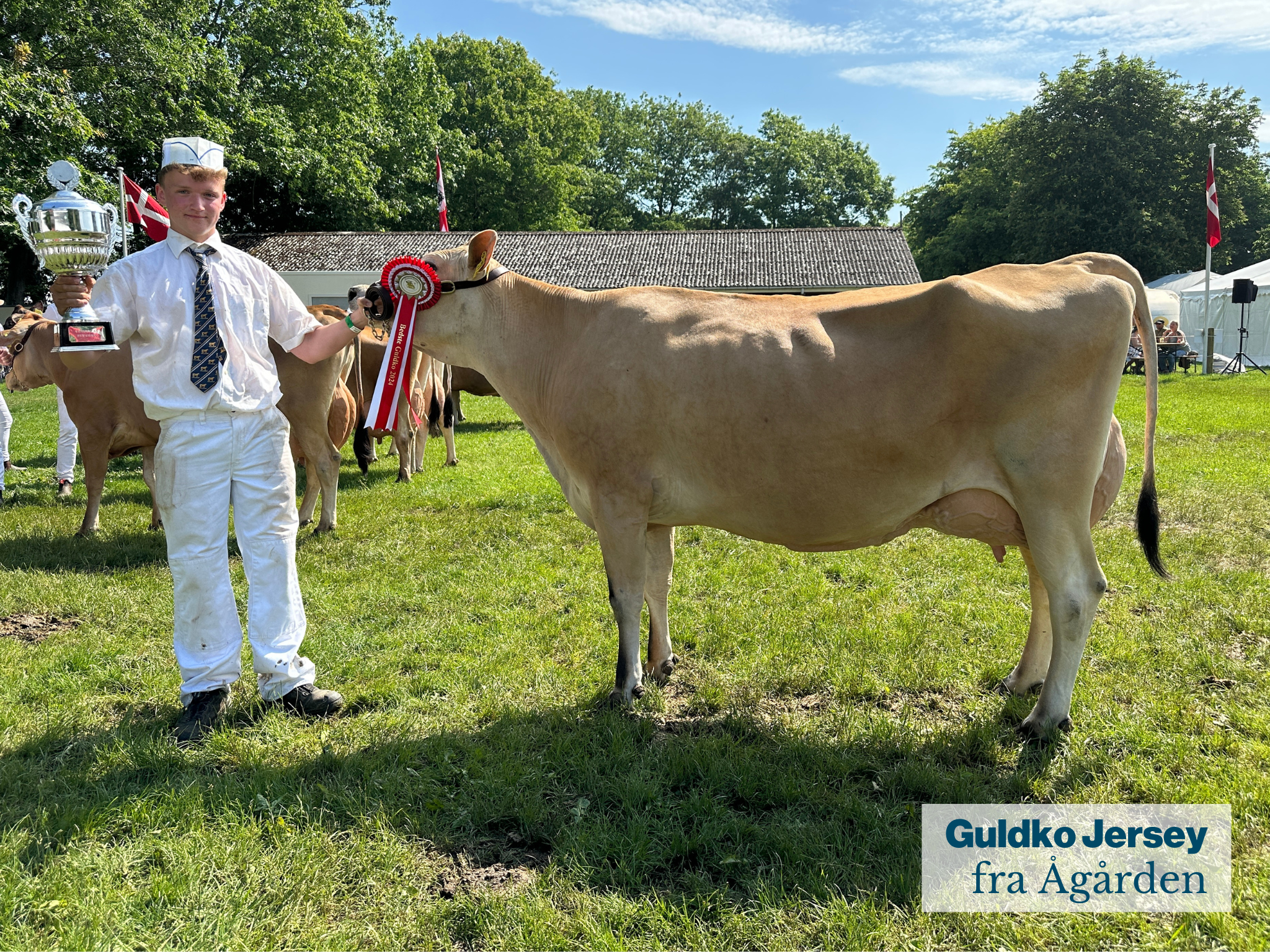 Guldko Jersey Fra Ågården .JPG