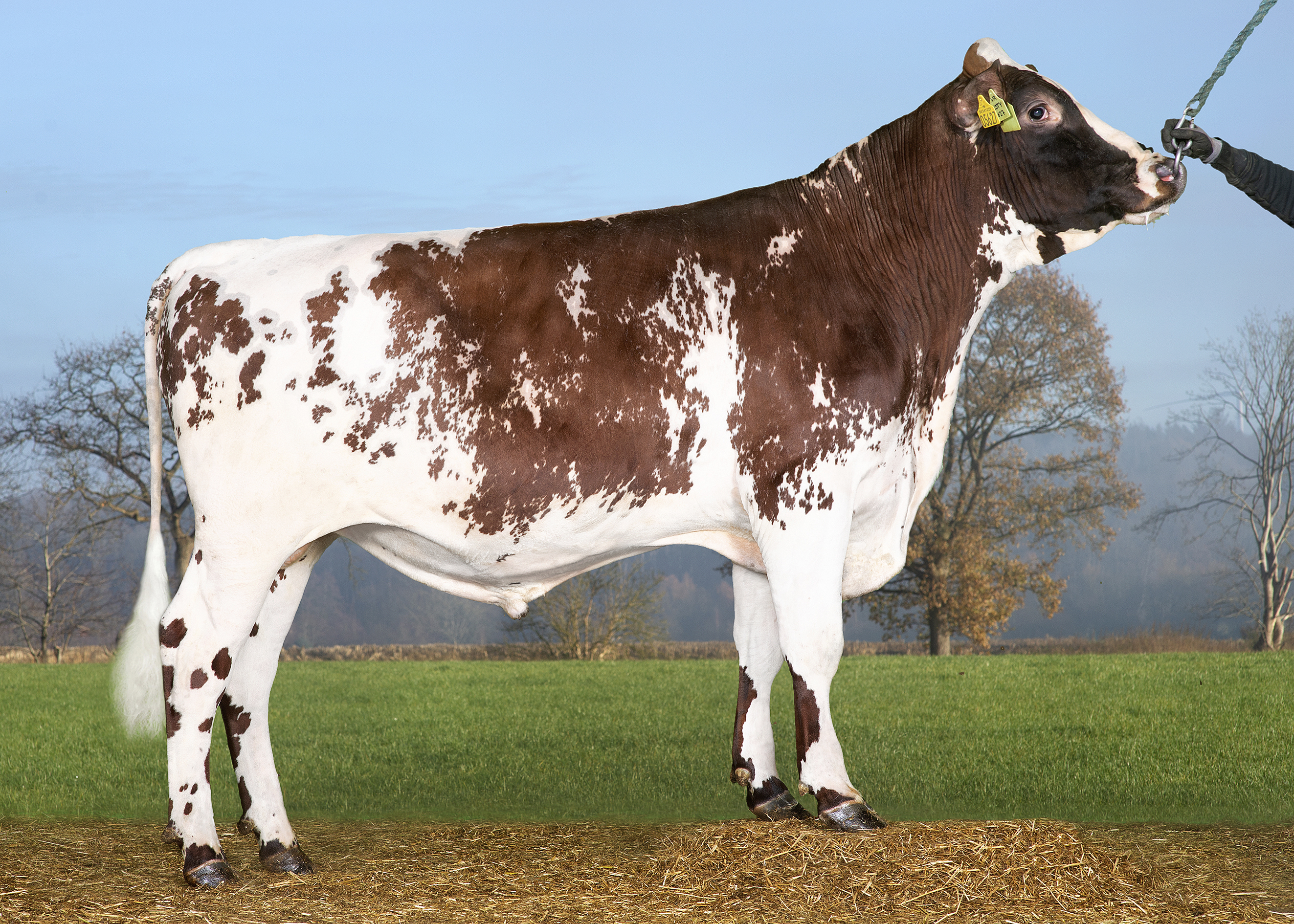 VR Vesty (VR Vimo) 38290 (1)