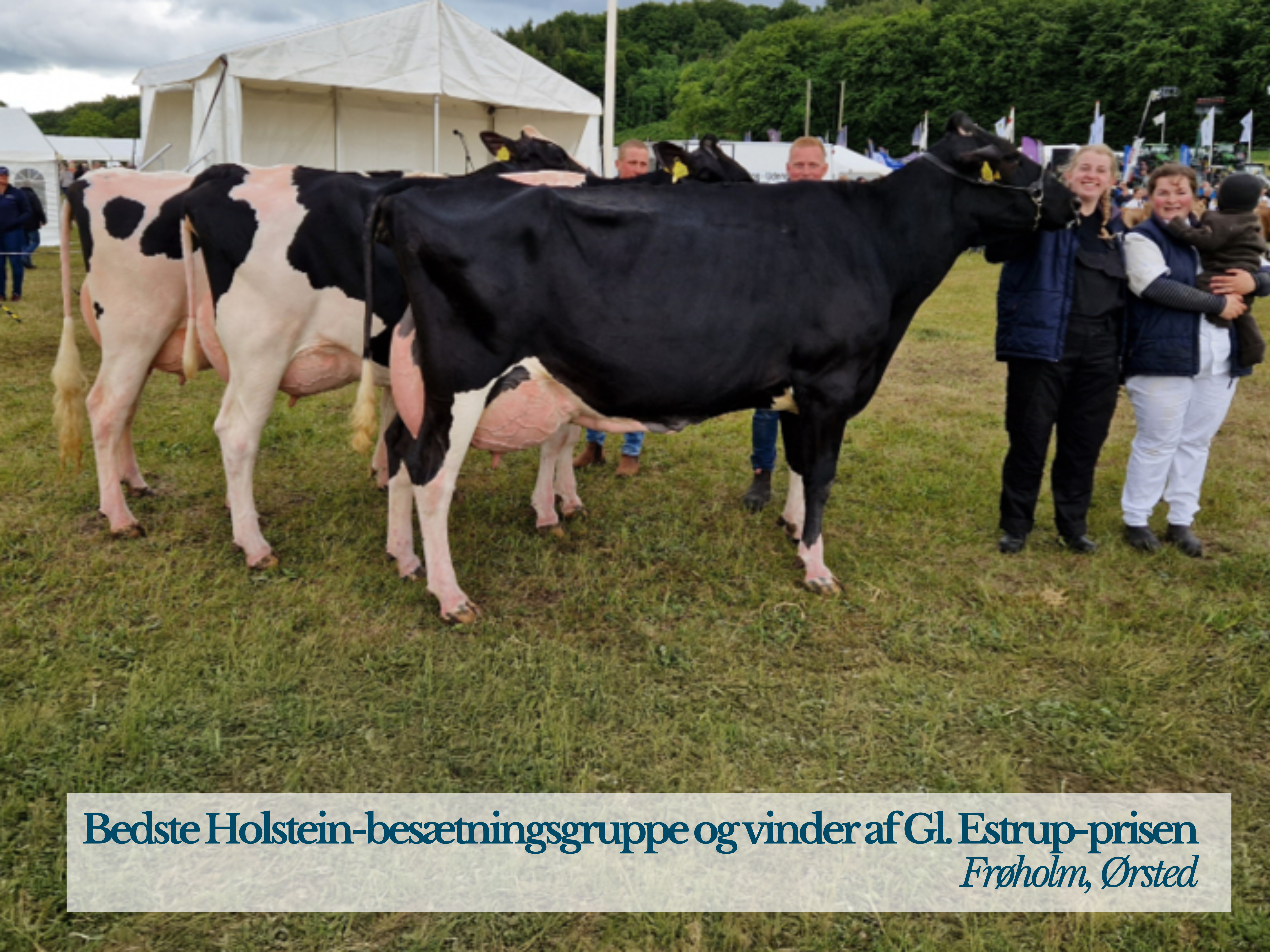 Bedste Holstein Besætningsgruppe Og Vinder Af GL Estrup Prisen Fra Frøholm, Ørsted
