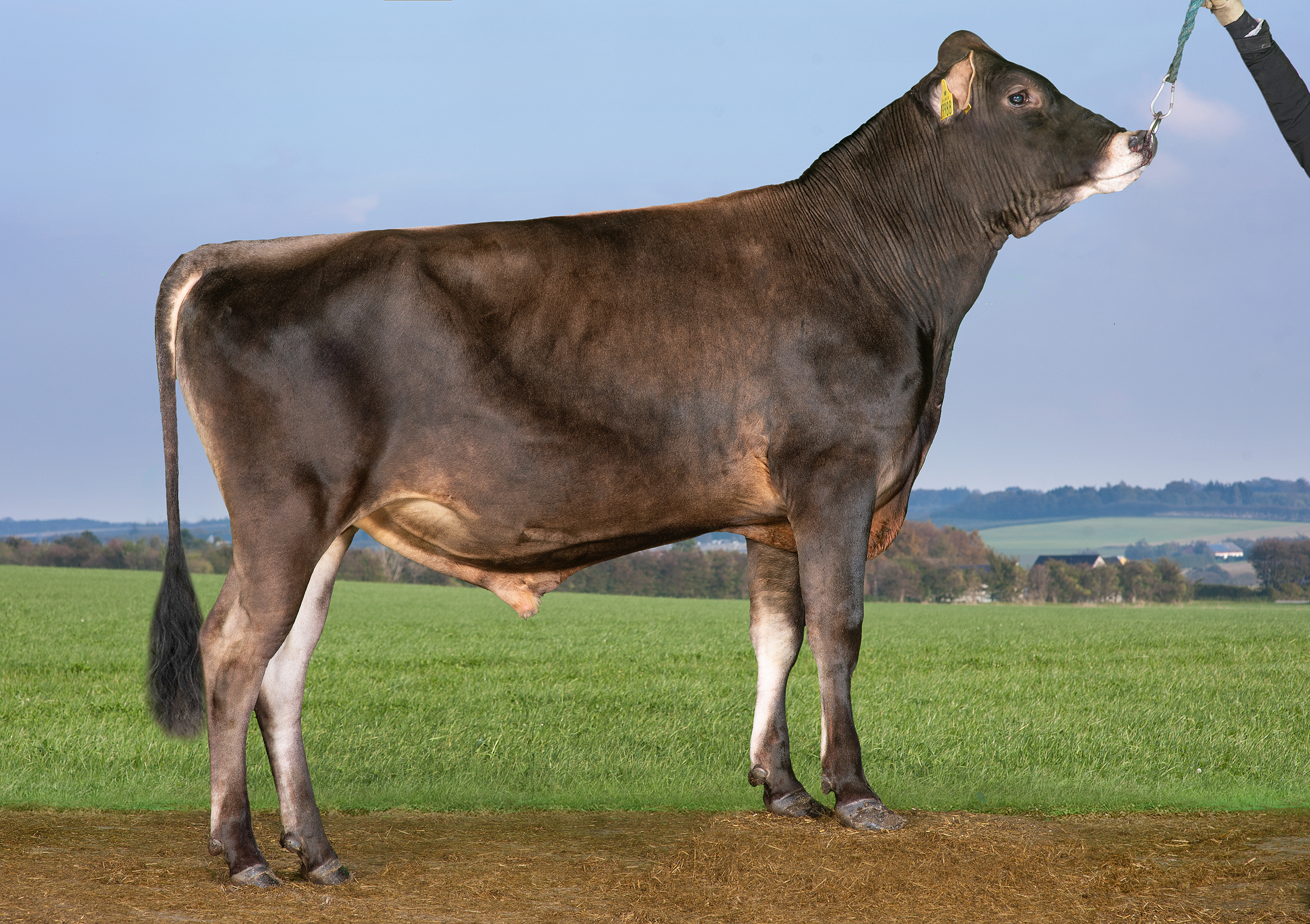 VJ Carapaz (VJ Laster)