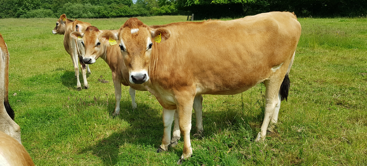 Untitled Design (54)