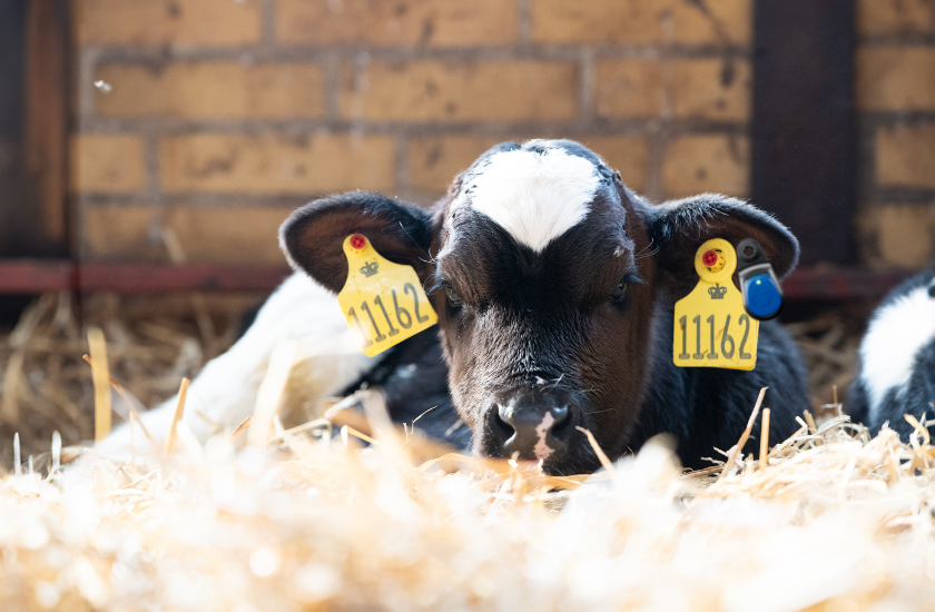 Kalv Med Et Youngstock Eartag