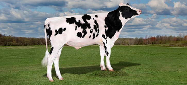 Peak Mecanico I Naturlig Omgivelser (1)