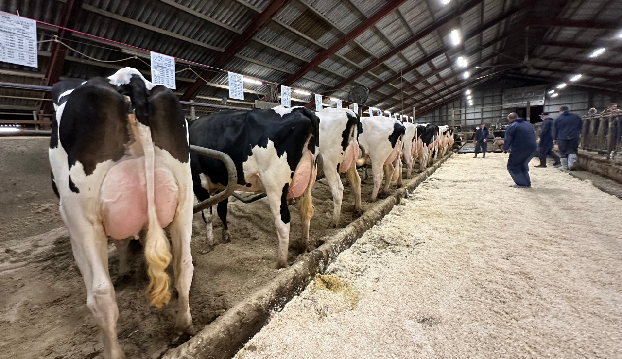 Flotte Holstein Køer På Stribe