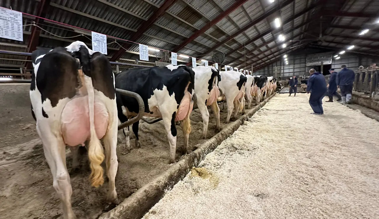 Flotte Holstein Køer På Stribe