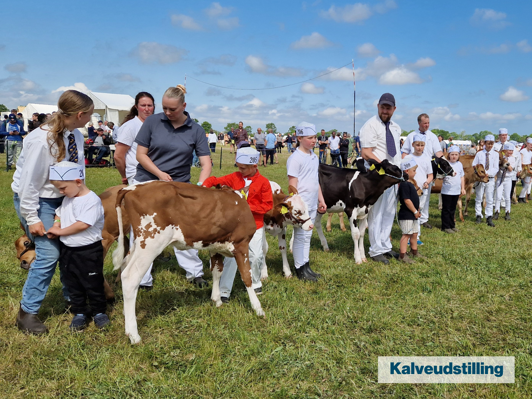 Kalveudstilling