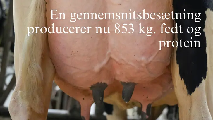 853 Kg Fedt Og Protein