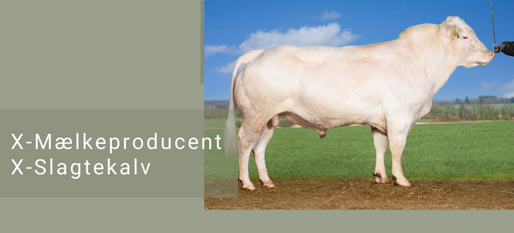 ARTICLE ENTRY TYR (21)