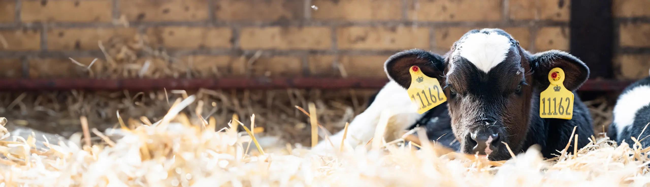 Afslappet Kalv, Der Nyder Tilværelsen