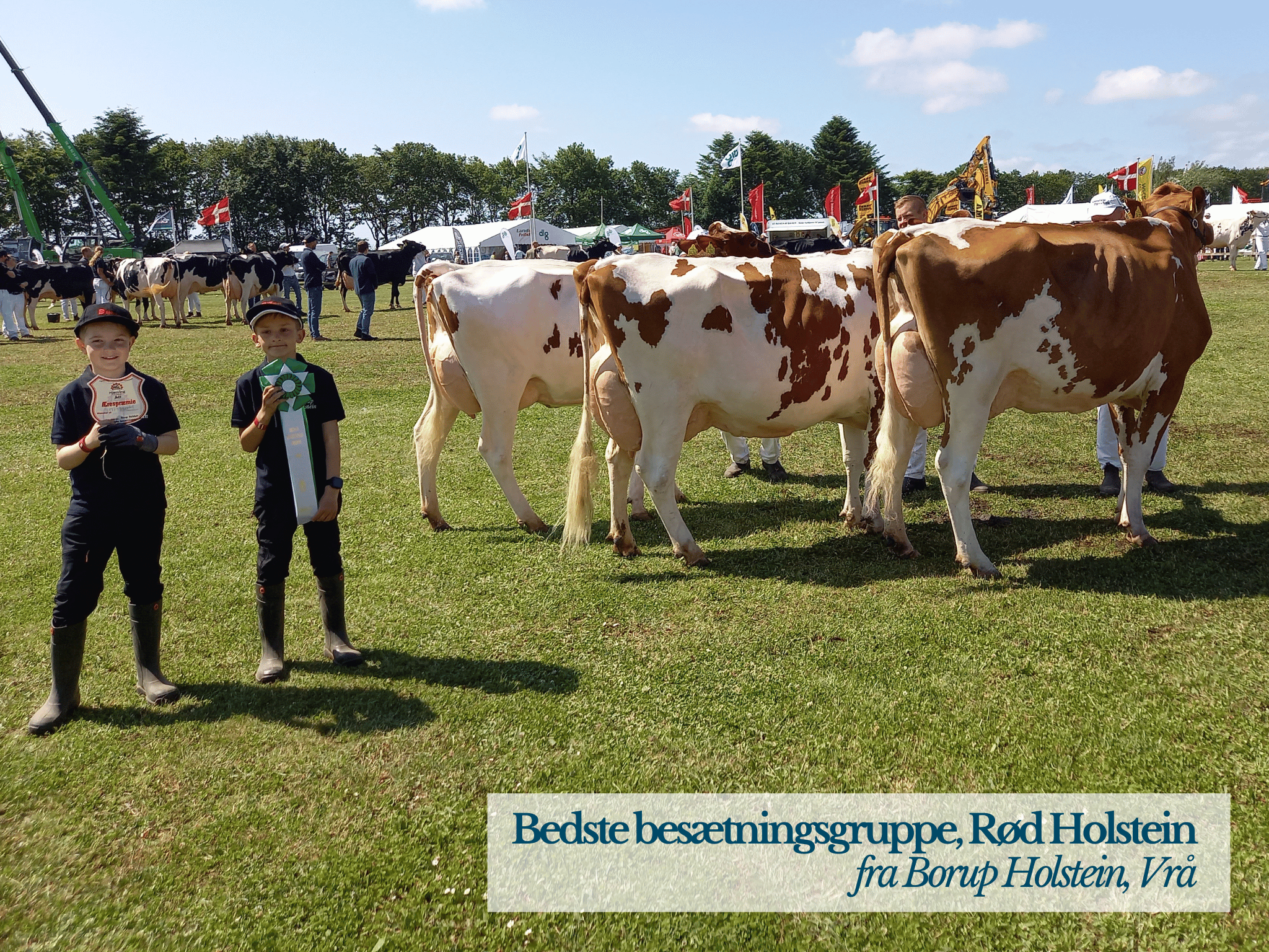 Bedste Besætningsgruppe Rød Holstein, Hjørring Dyrskue