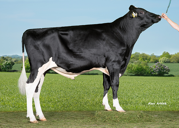 VH Belland (VH Baylor)3