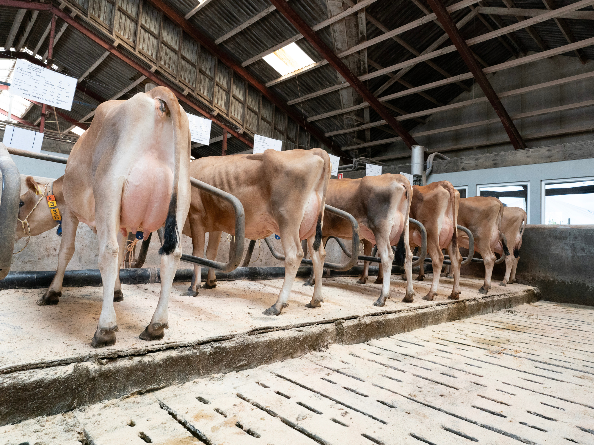 Jersey Verdenskongres 23