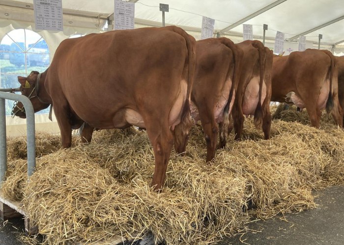 Billede Til Nyhed 700X500