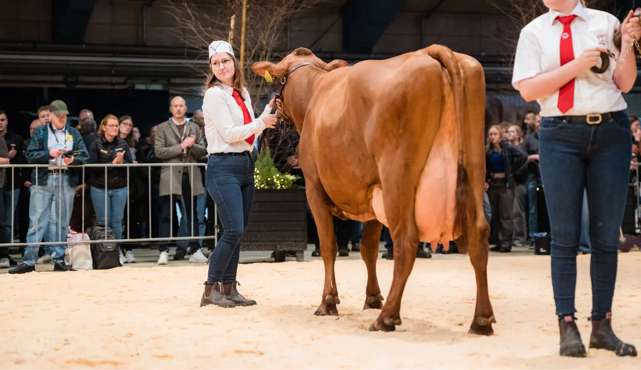 3. Pladsen 4. Kalvs Ko Fra Peter Nielsen, Løgstør. VR Vimo X VR Enigma