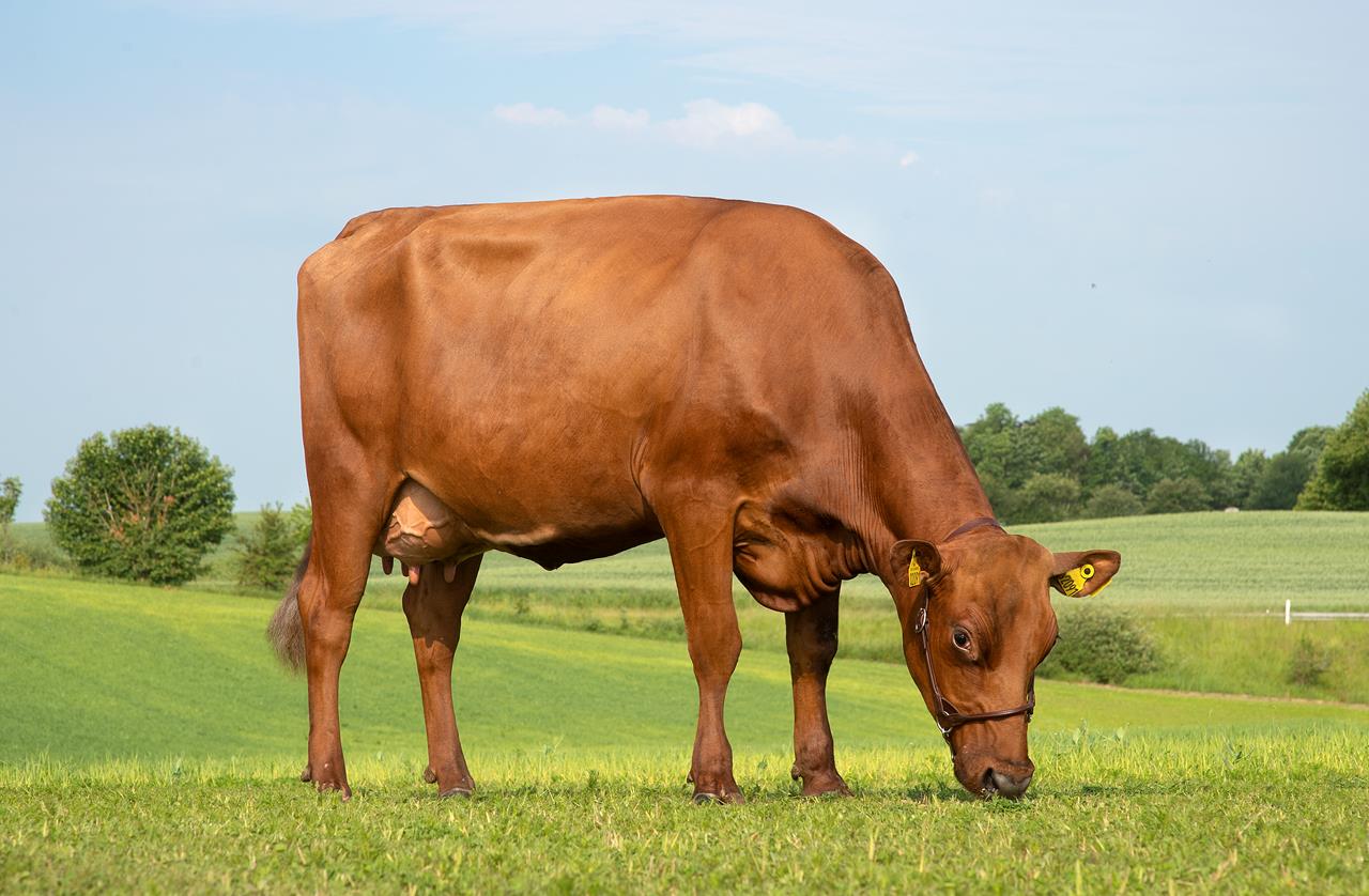 Hero 5 Maj Vr Hashtag Daughter No 24885 2091 From Søndergård V Erik Risager Brædstrup Grazing01