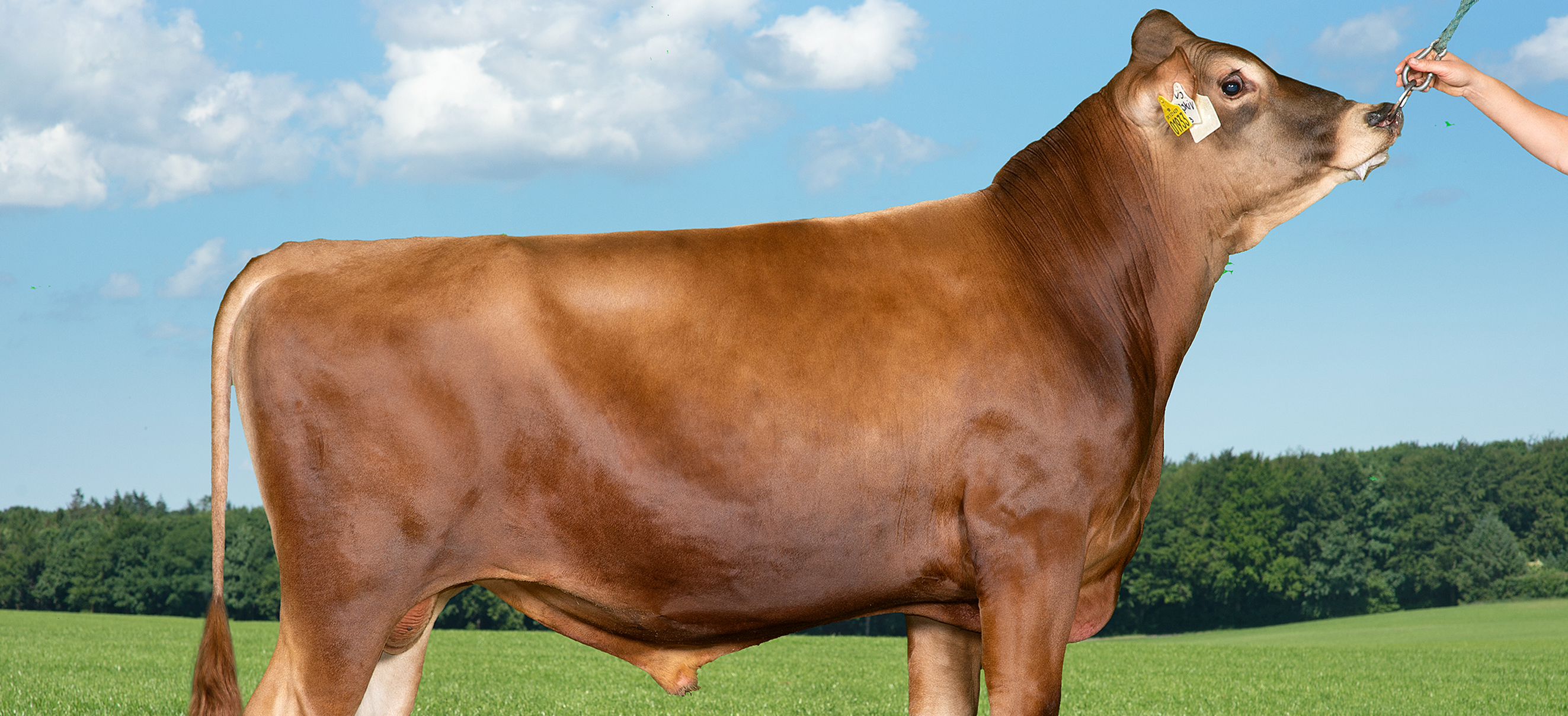 VJ Waskiv P (VJ Hodja) Forside