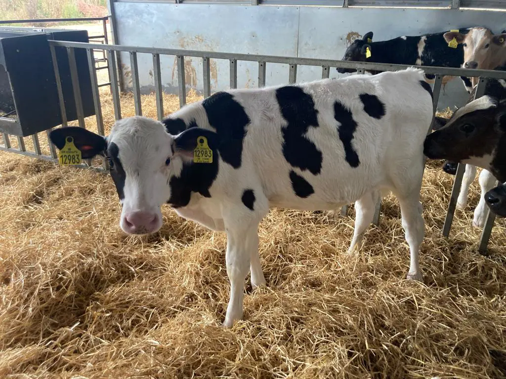 Mads Stockholm Pedersen Tre Generationer