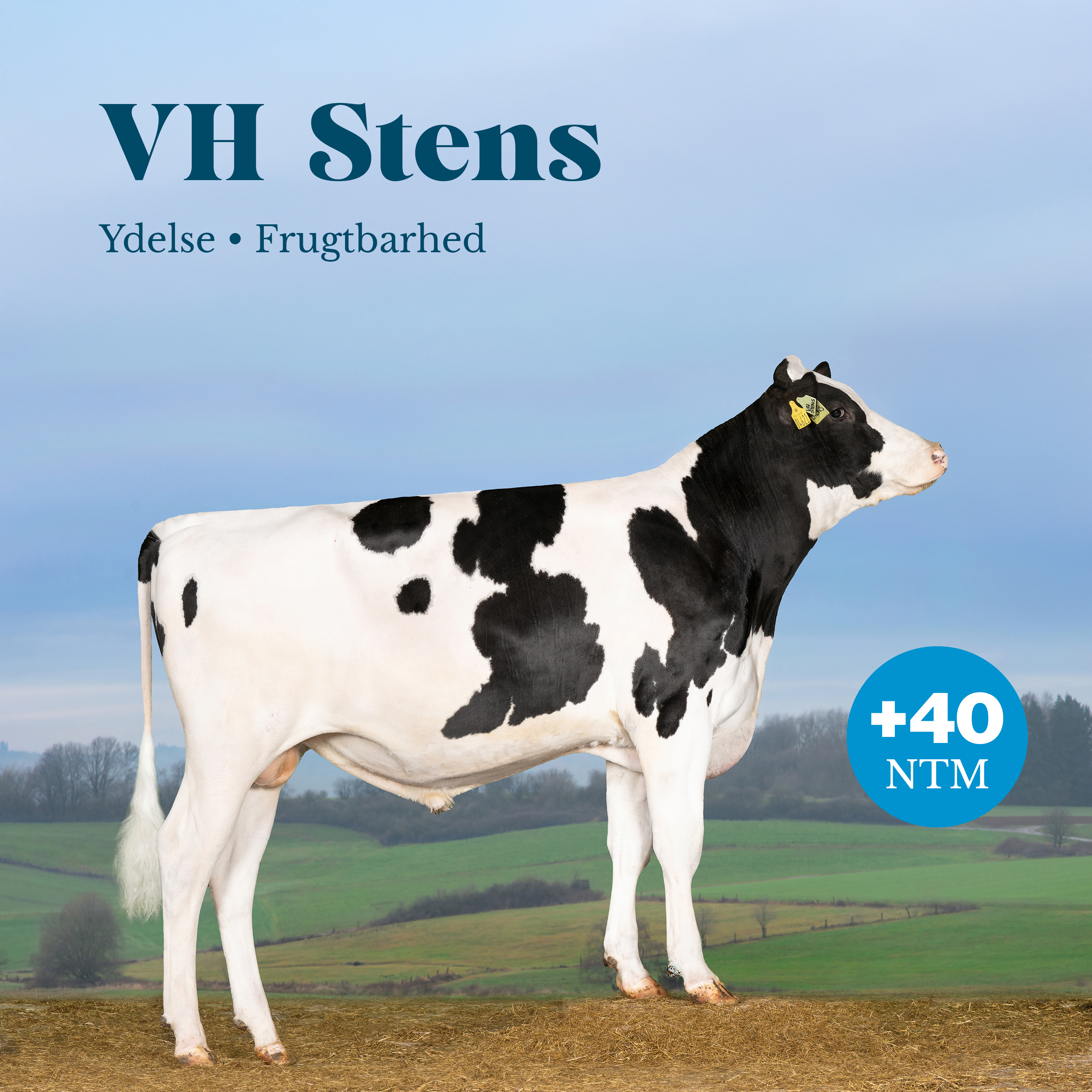 VH Stens (VH Simsprc) +40 NTM