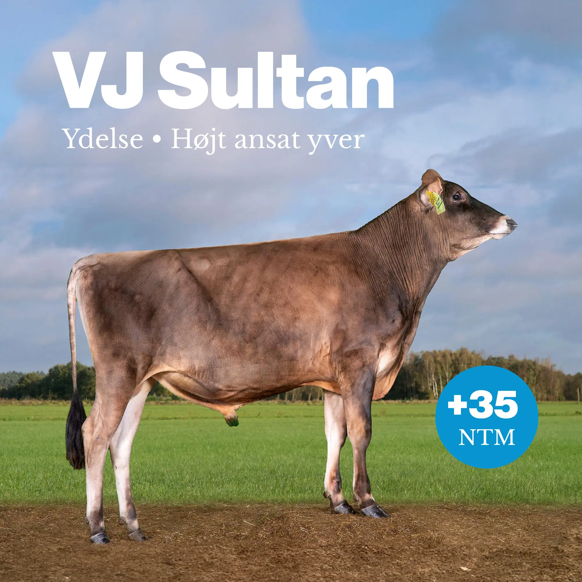 VJ Sultan