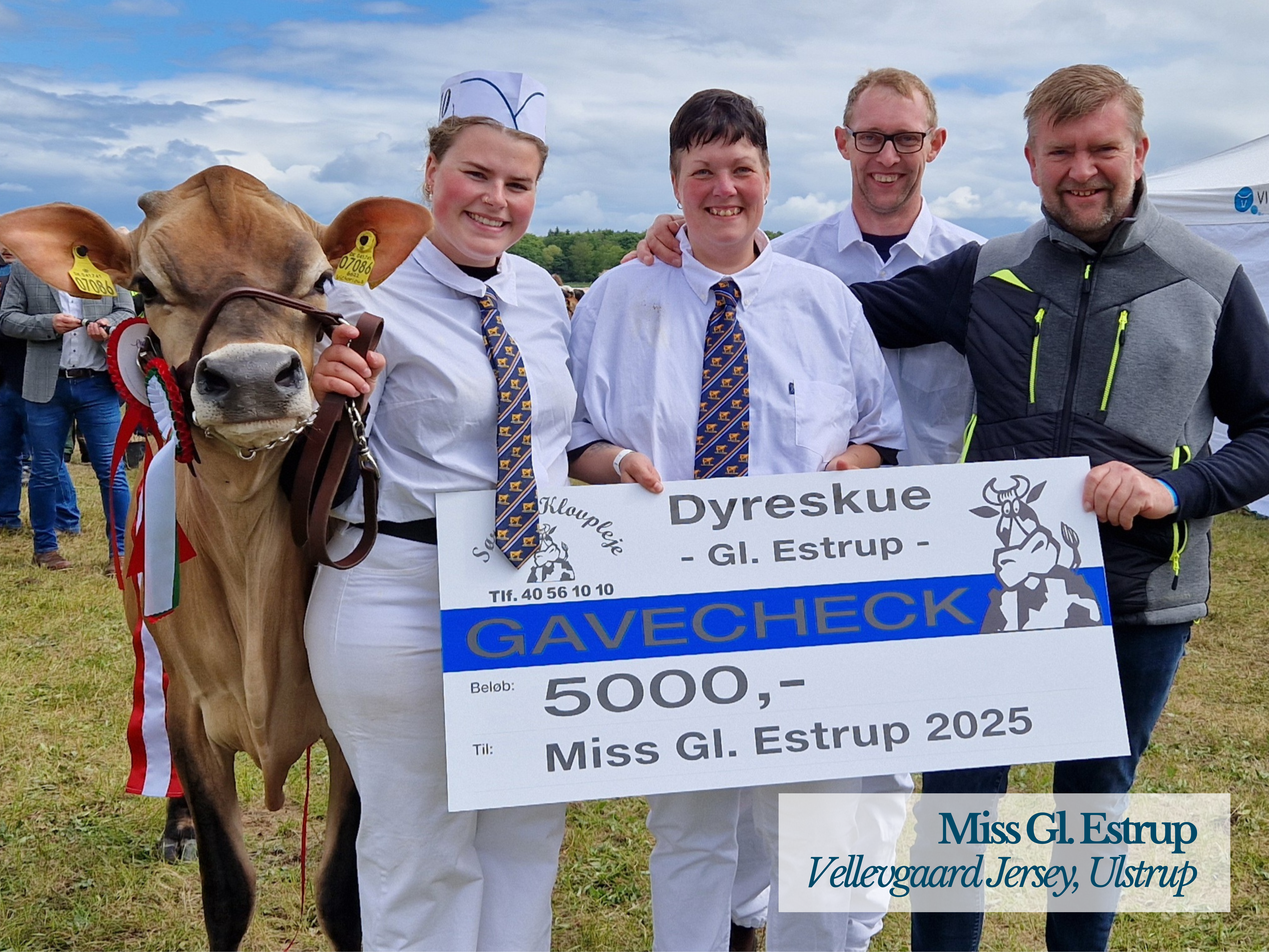 Miss GL Estrup Fra Vellevgaard Jersey, Ulstrup