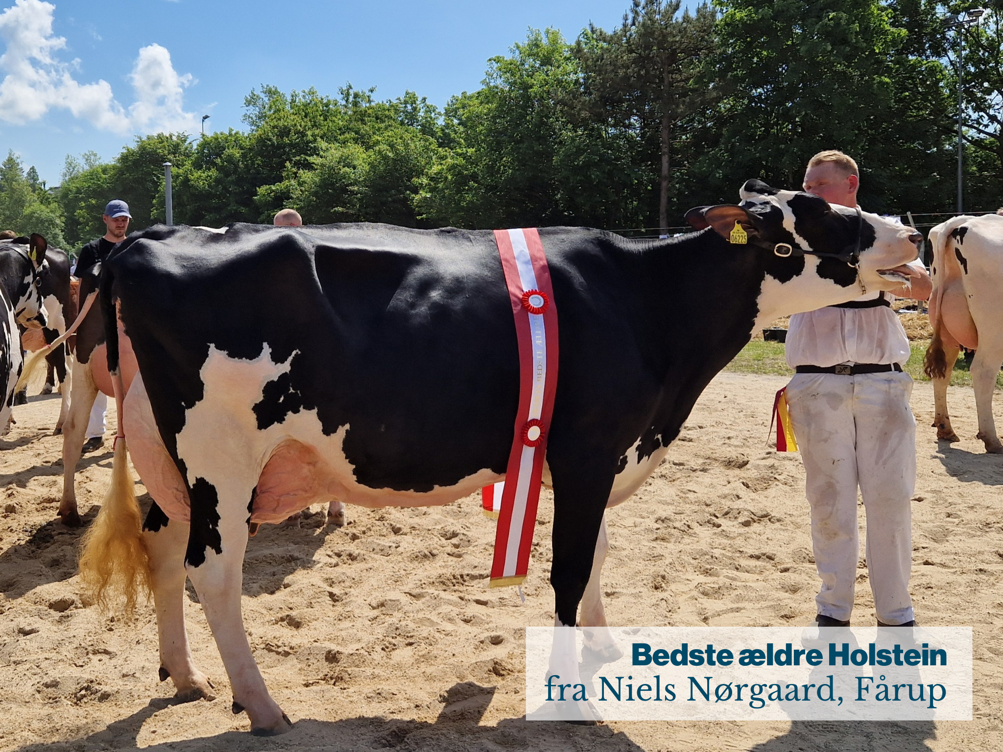Bedste Ældre Holstein Fra Niels Nørgaard, Fårup