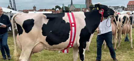 Bedste Ældre Holstein På Ribe Dyrskue 2025