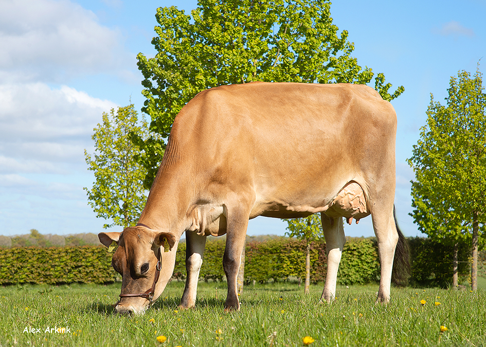 Vj Lando Dam1 No 18195 3449 Vj Perez From Niels Jørgen Olesen Gesten Scenic