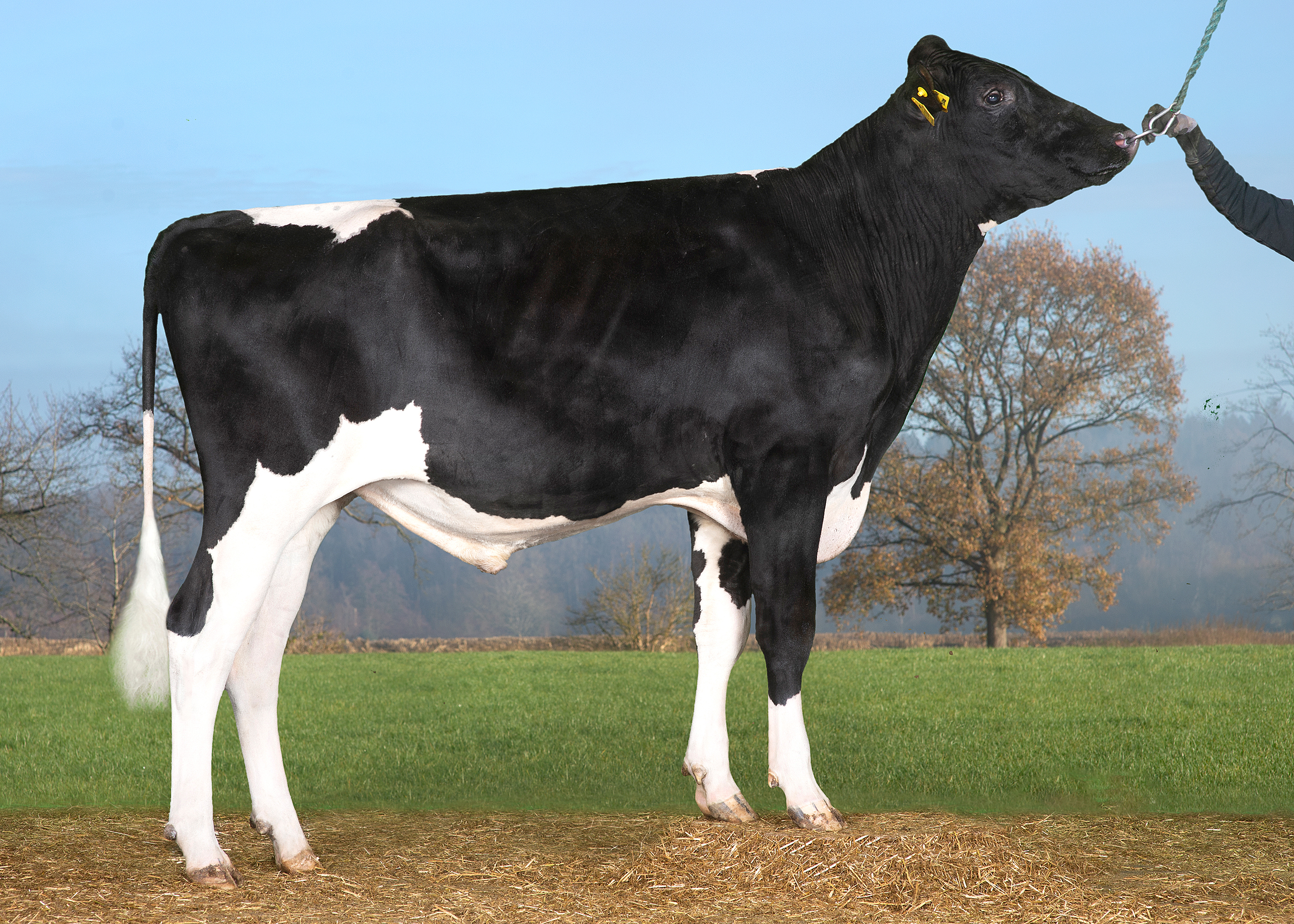 VH Seo P RC (Solitarp) 261240 Uden Alex