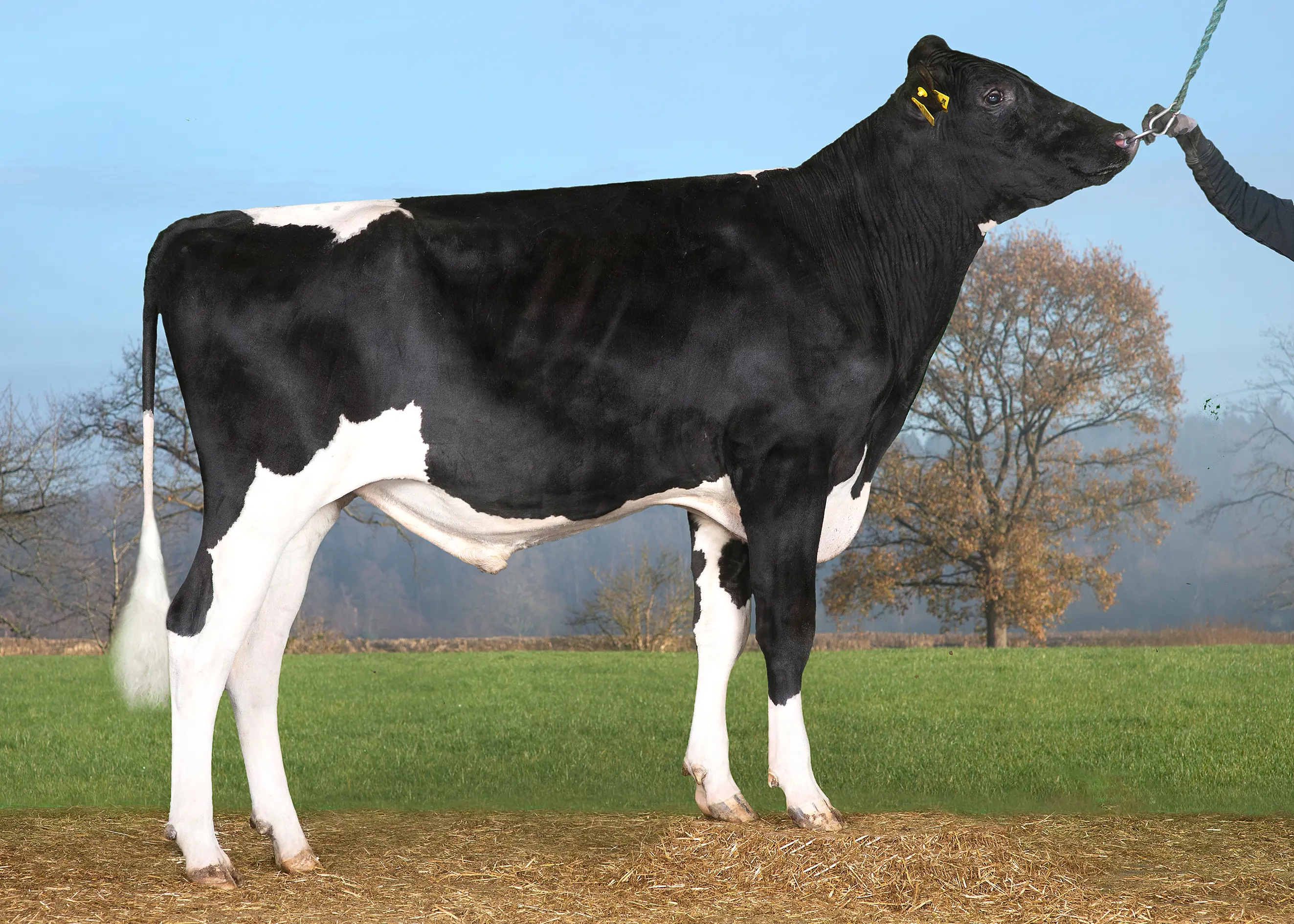 VH Seo P RC (Solitarp) 261240 Uden Alex