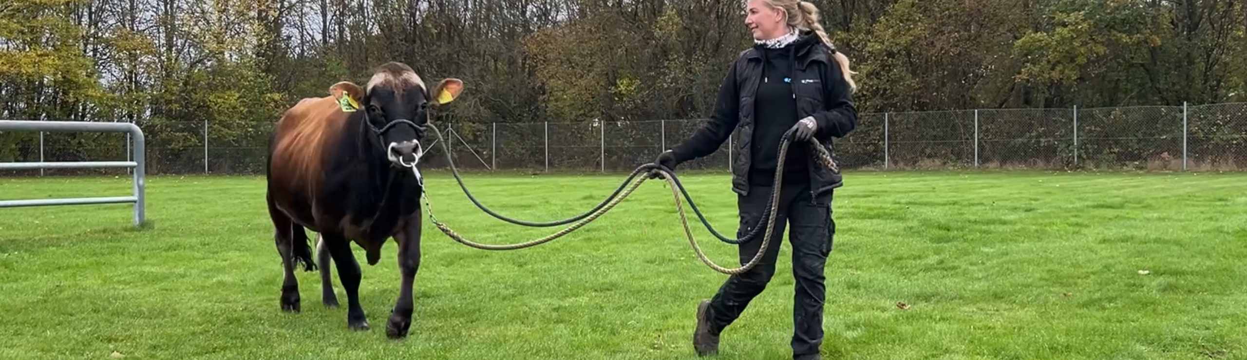 VJ Spoon P Er Heterozygotisk Polled, Hvilket Betyder, At Cirka Halvdelen Af Hans Afkom Bliver Født Uden Horn