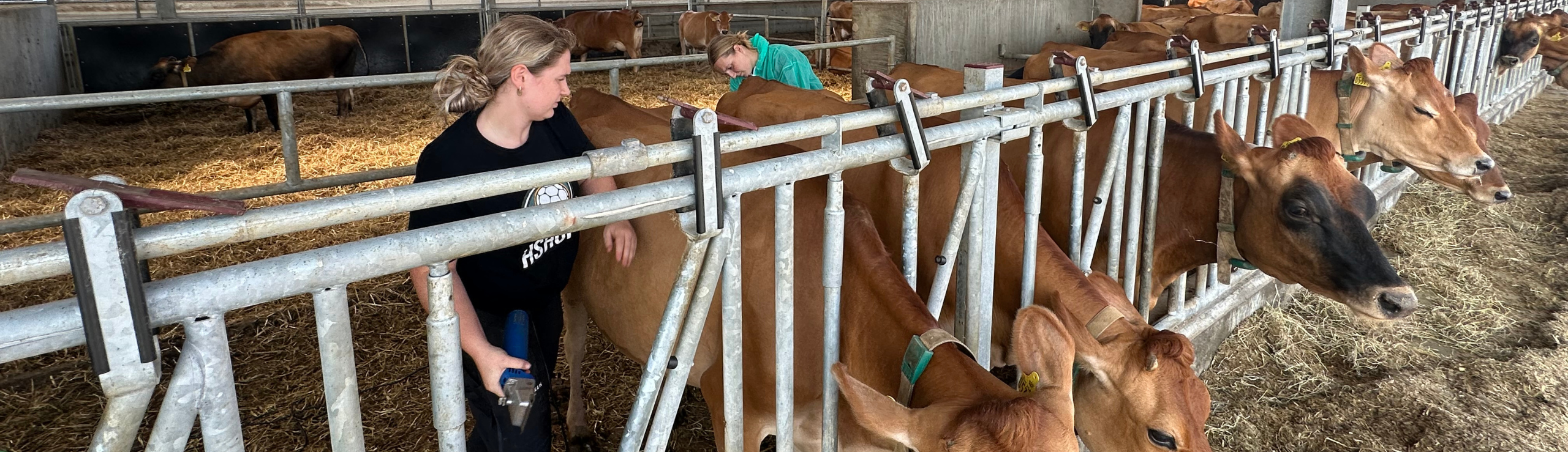 Stemningsbillede Fra Jersey Årsmøde 2024