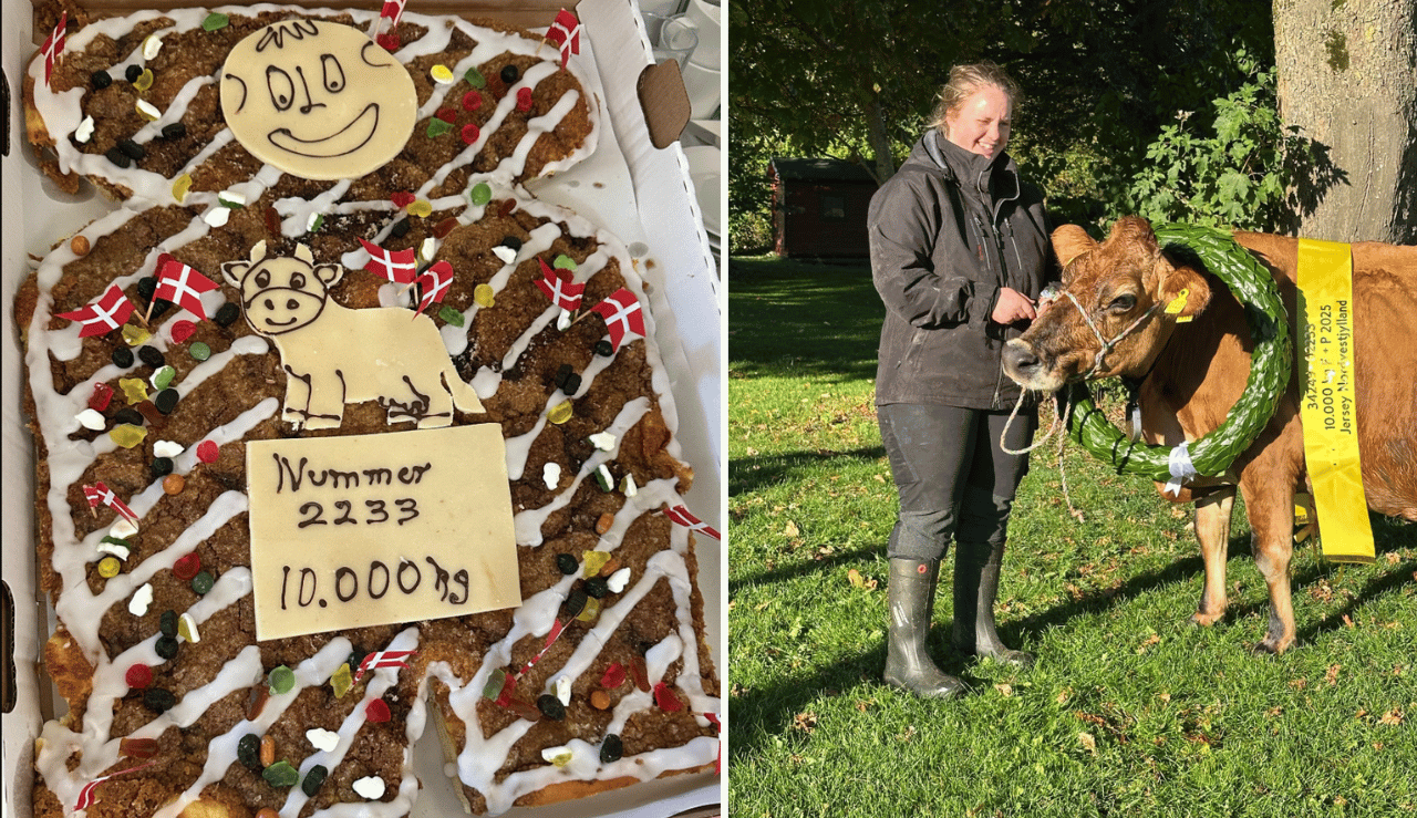 Ko Nr. 2233 Fejret Med Kage