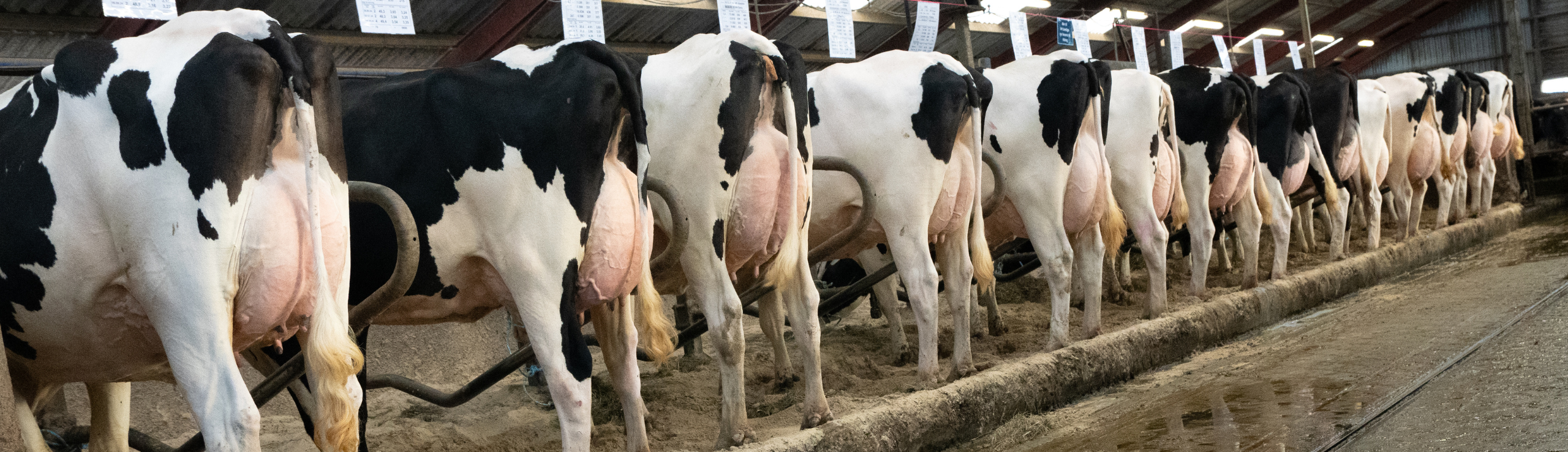 Holstein Køer På Stribe