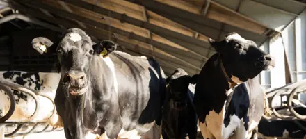 Ny Samarbejdsaftale Vikingdanmark Og Dansk Holstein