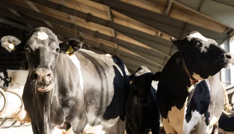 Ny Samarbejdsaftale Vikingdanmark Og Dansk Holstein