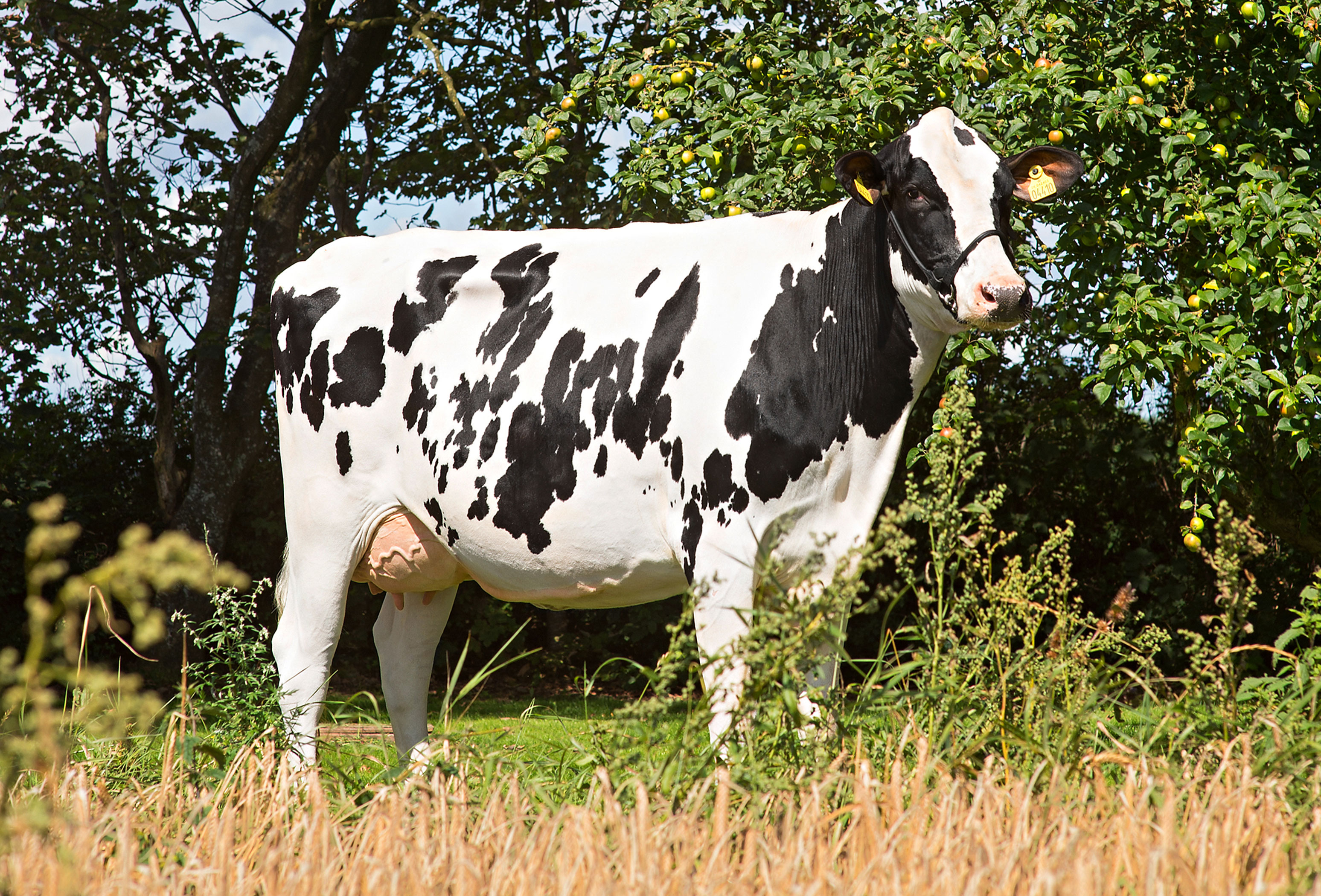 Gjensidige Vh Booth Daughter No 42405 4410 From Is Hedelund Aalestrup Scenic1 Srgb Web