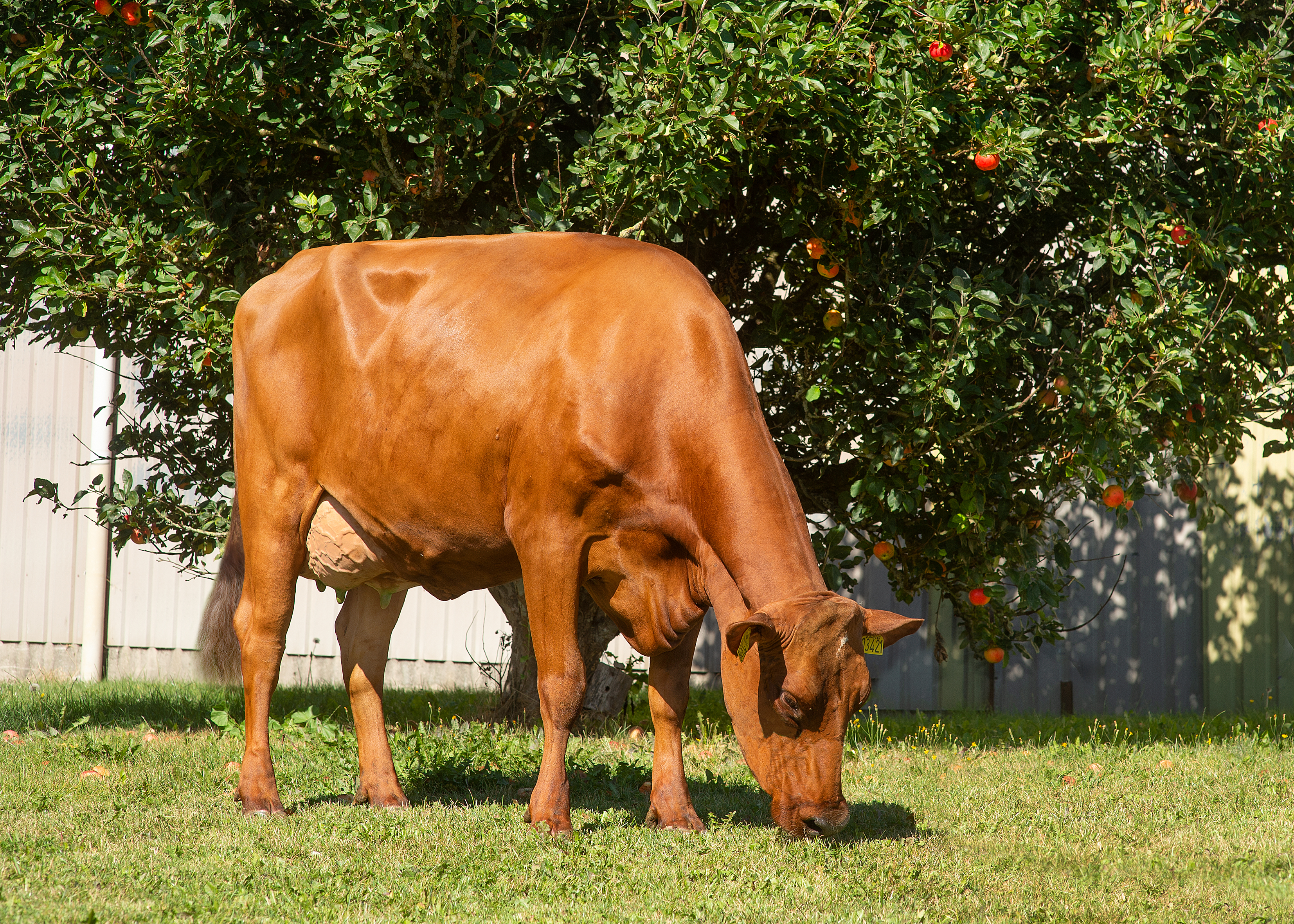 VR Vilperi Daughter No 49347 3421 From Jens Jørn Holst Tønder Grazing