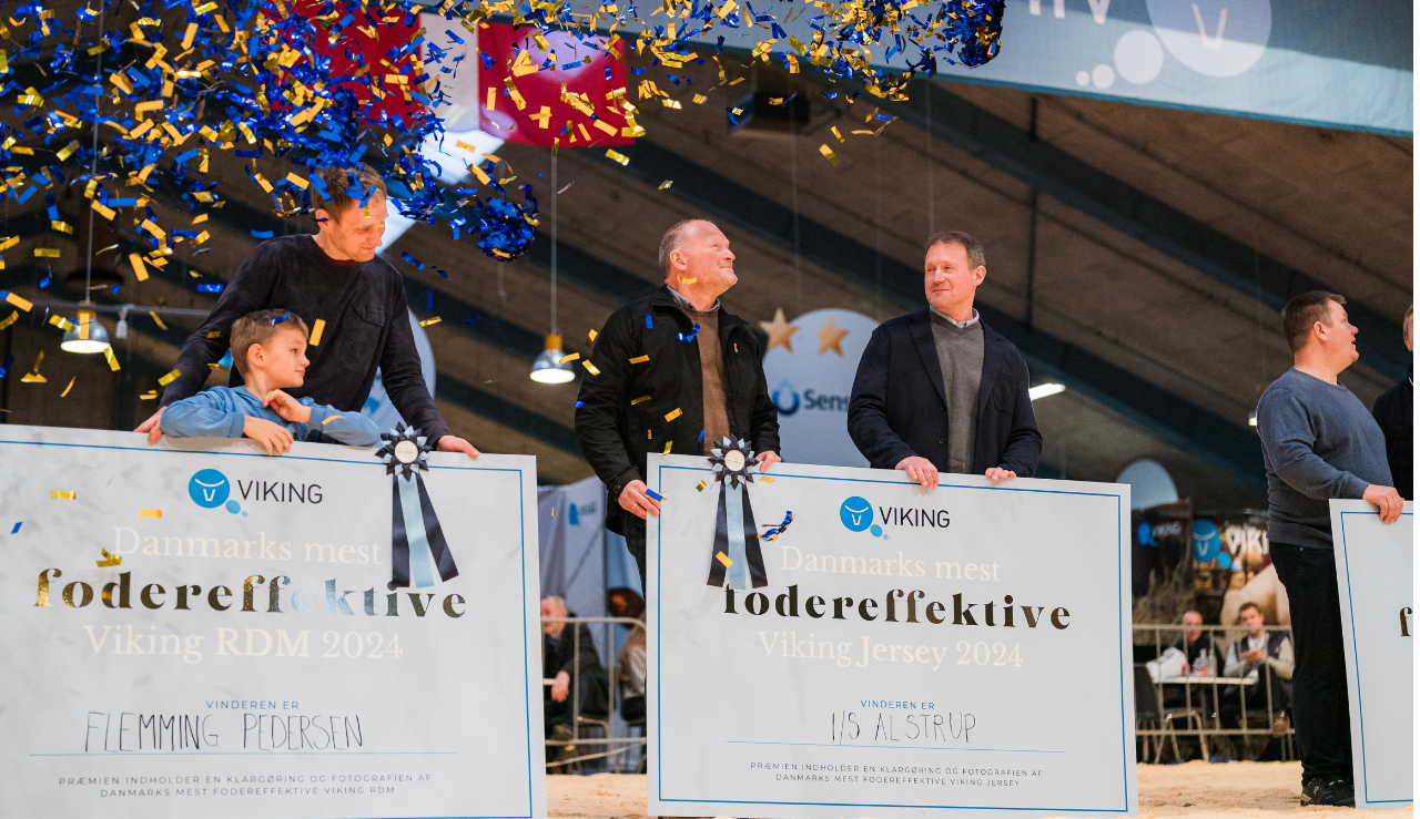 Vinder Af Mest Fodereffektive Ko RDM Og Jersey