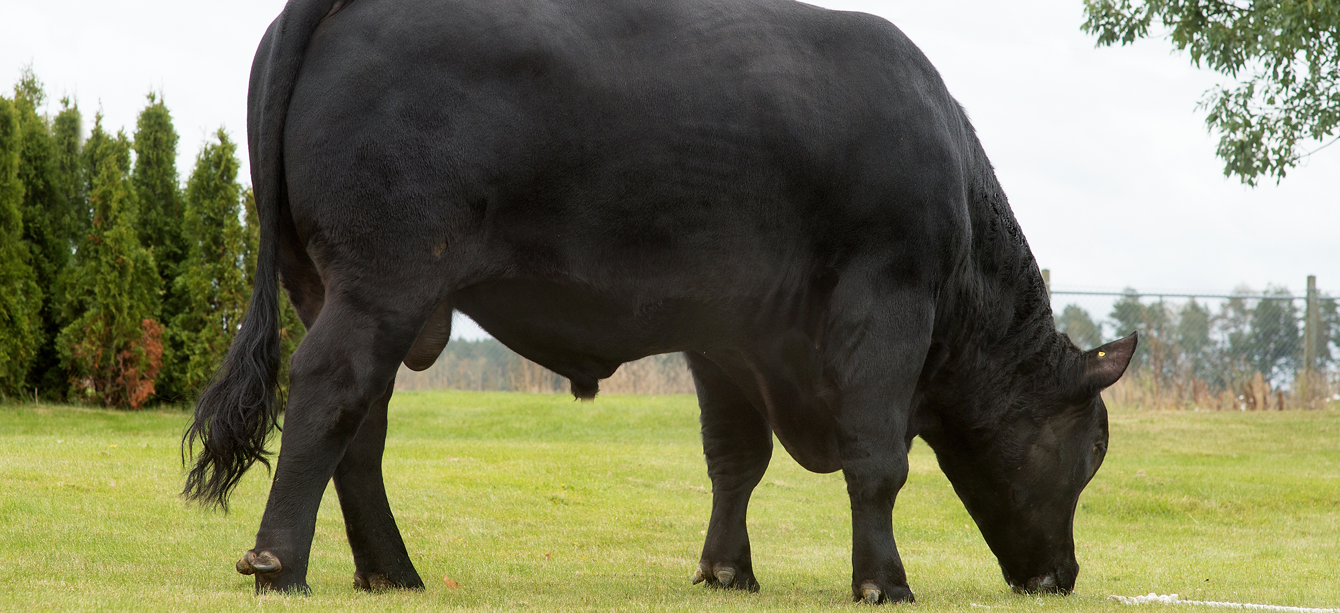 VB Zimba Scenic02 Forside