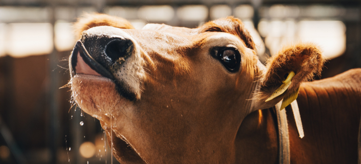 Fire kilo mælk mere om dagen hos Skallerup Agro