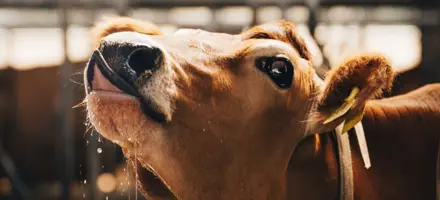 Fire kilo mælk mere om dagen hos Skallerup Agro