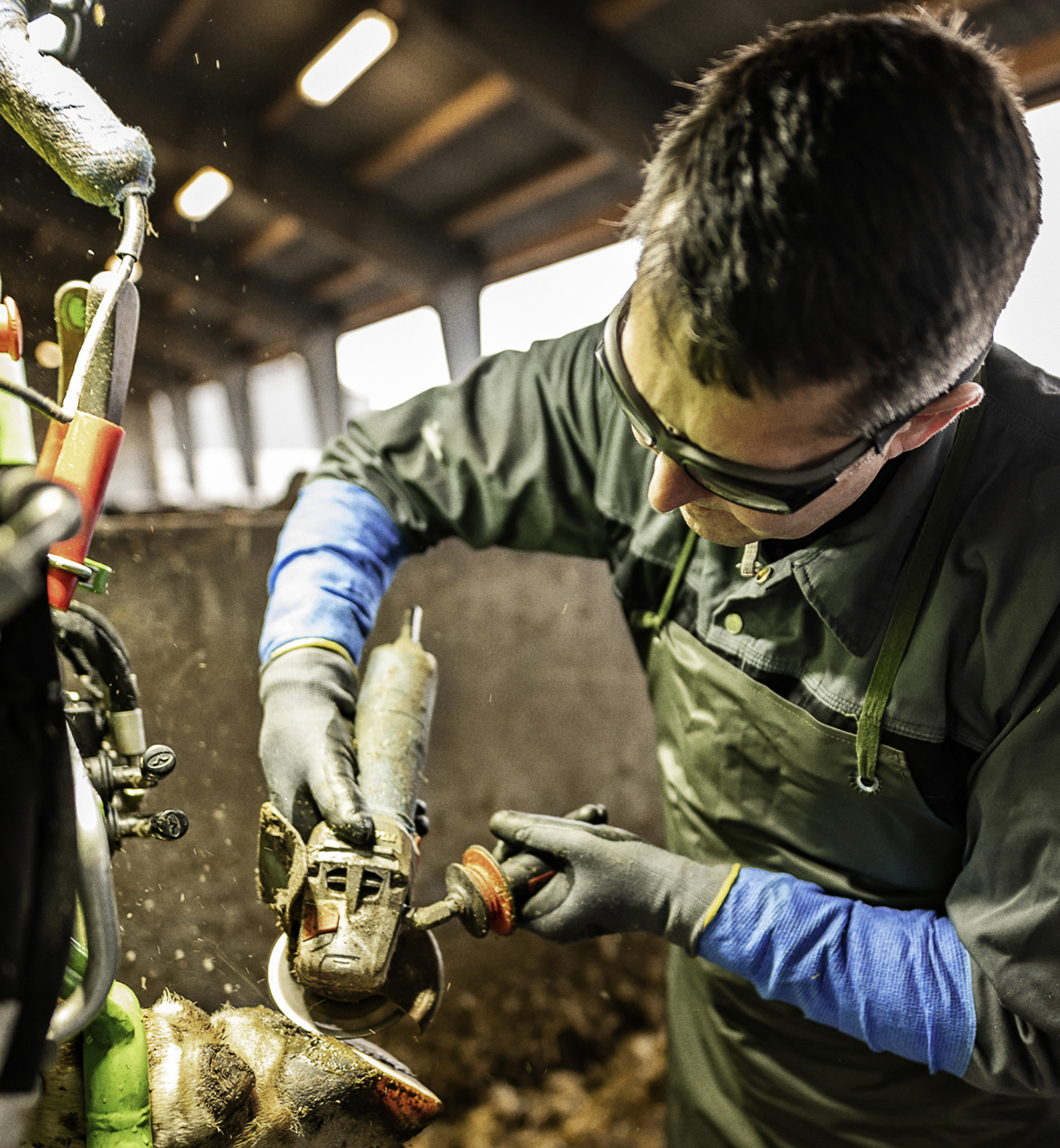 Køer Med Proptrækker1 Dsc 7108