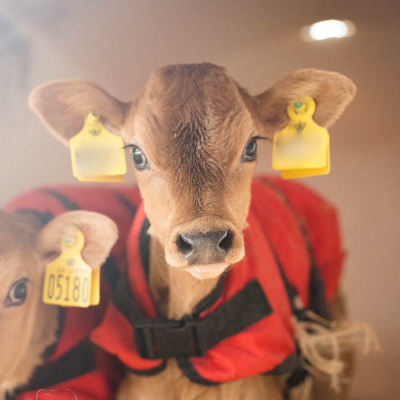 Bubble Billede Kalve